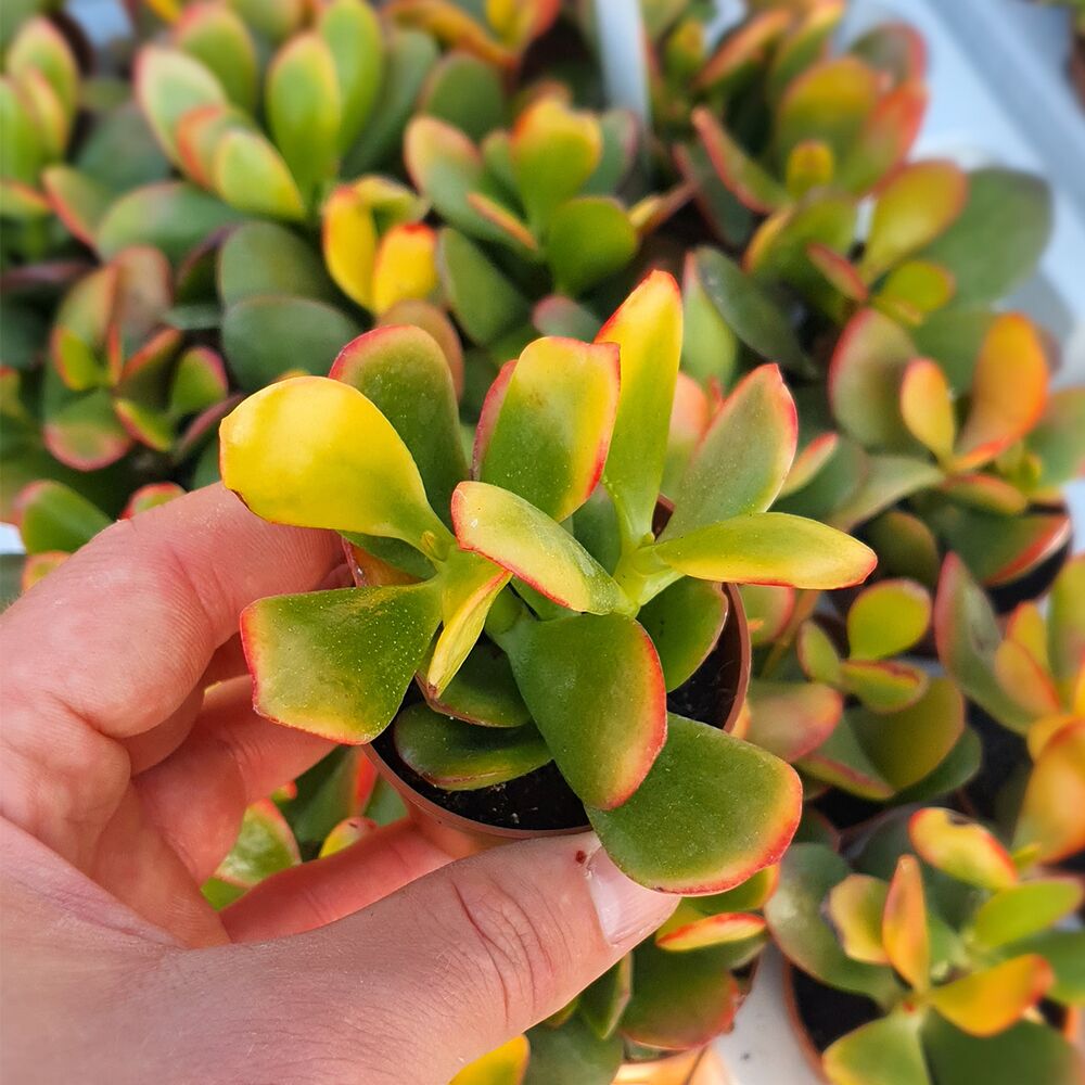 CRASSULA PORTULACEA TRICOLOR, image , 2 image
