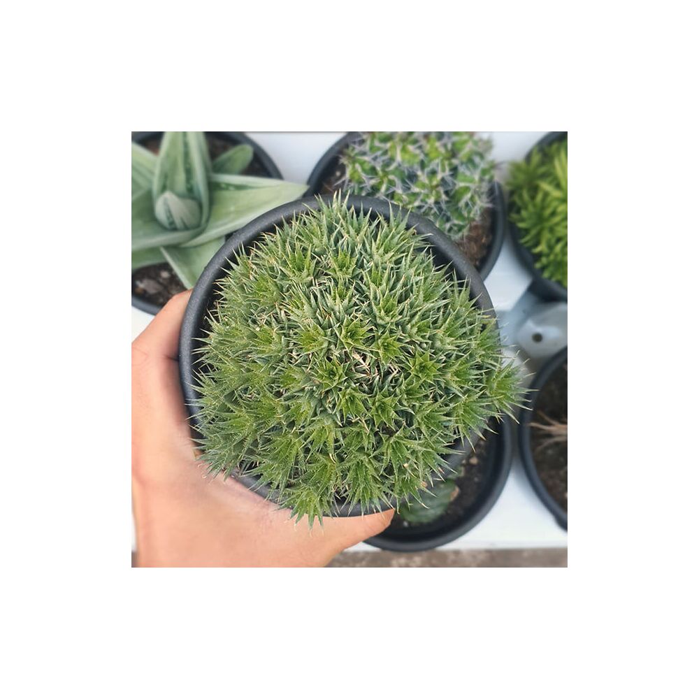DEUTEROCOHNIA BREVIFOLIA SUBS. CHLORANTHA, image 