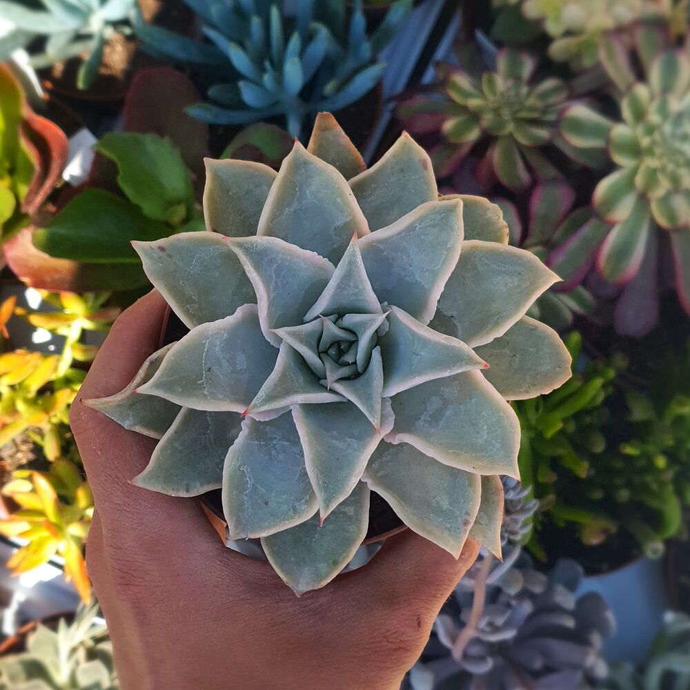 ECHEVERIA MADIBA, image , 2 image