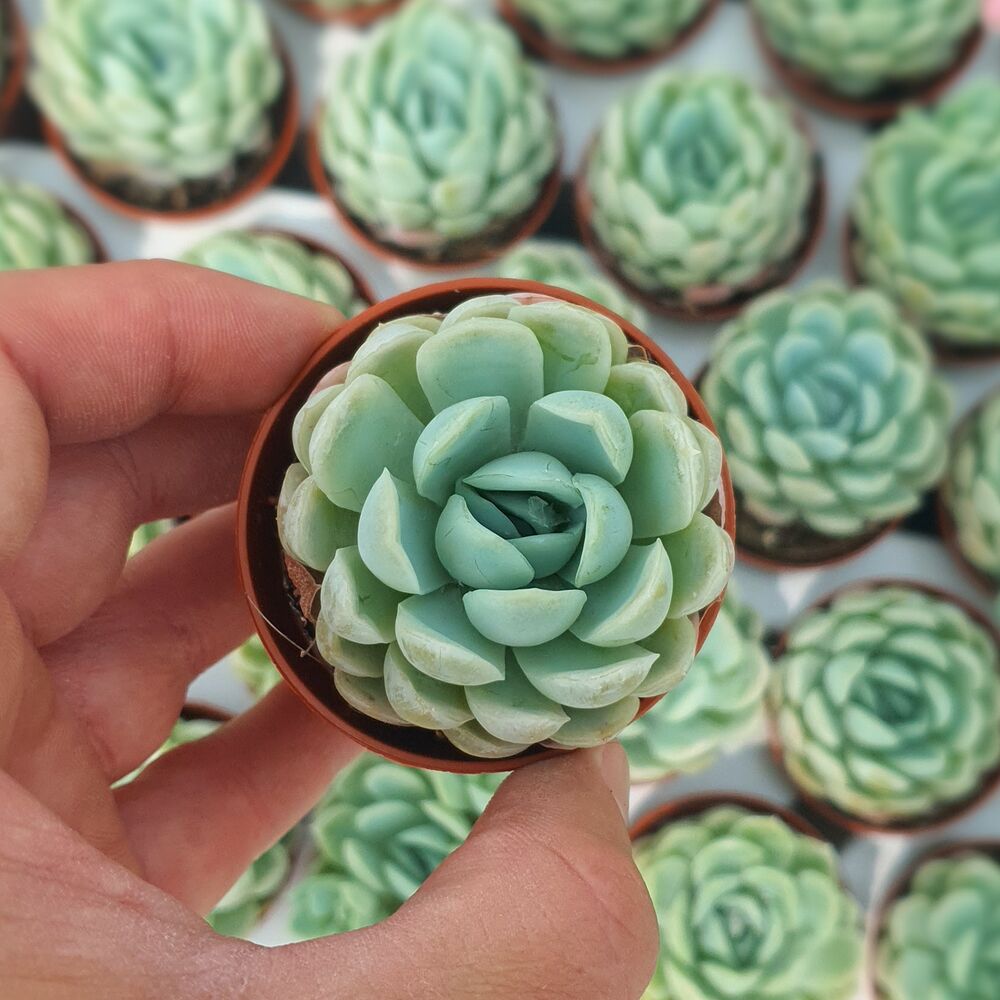 ECHEVERIA ELEGANS, image , 7 image