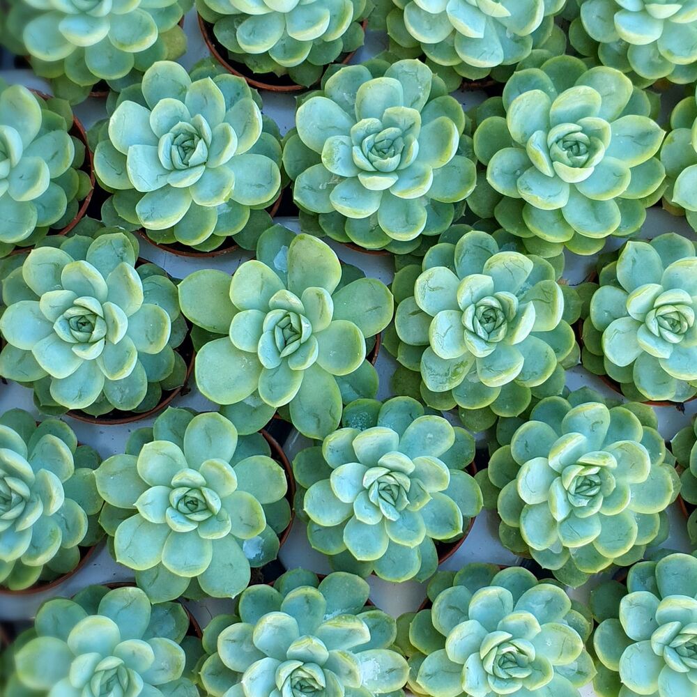 ECHEVERIA ELEGANS, image , 8 image