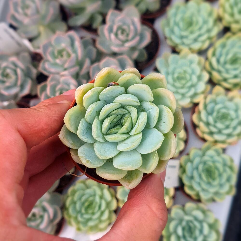 ECHEVERIA ELEGANS, image , 5 image