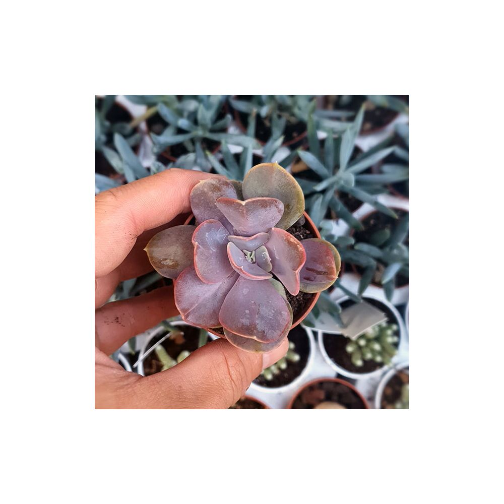 ECHEVERIA SERENA, image 