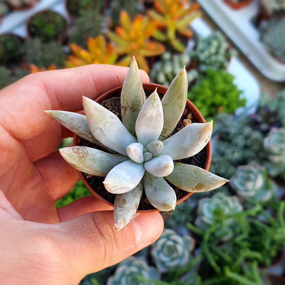 ECHEVERIA TOLIMANENSIS, image , 2 image