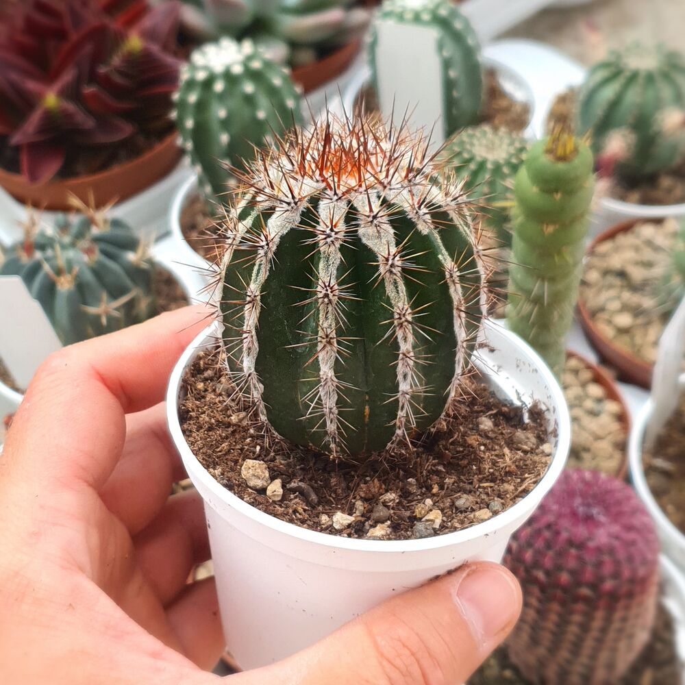 ECHINOPSIS CV. HAKU-JO MARU, image 