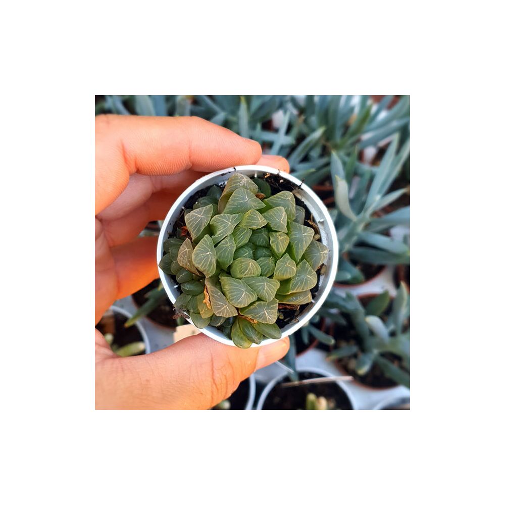 HAWORTHIA COOPERI V. PILIFERA, image 