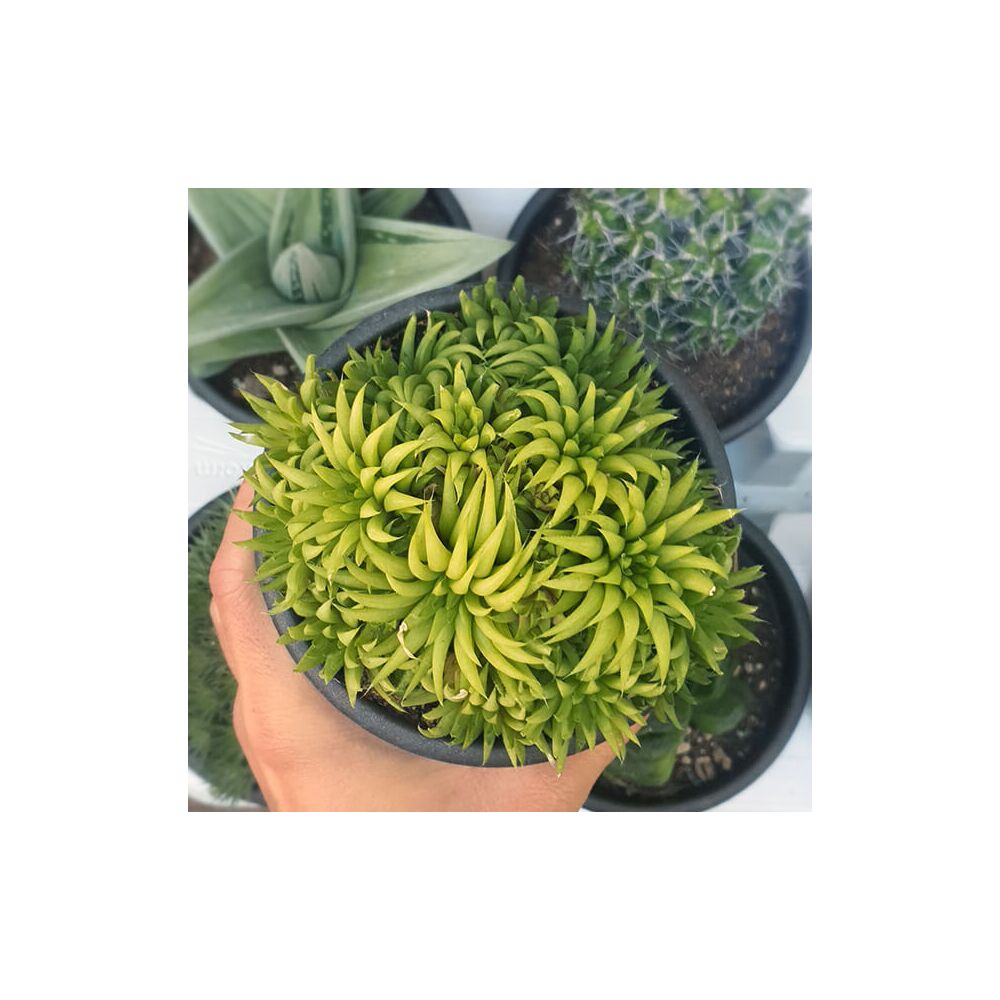 HAWORTHIA KIKUHIGASA, image 
