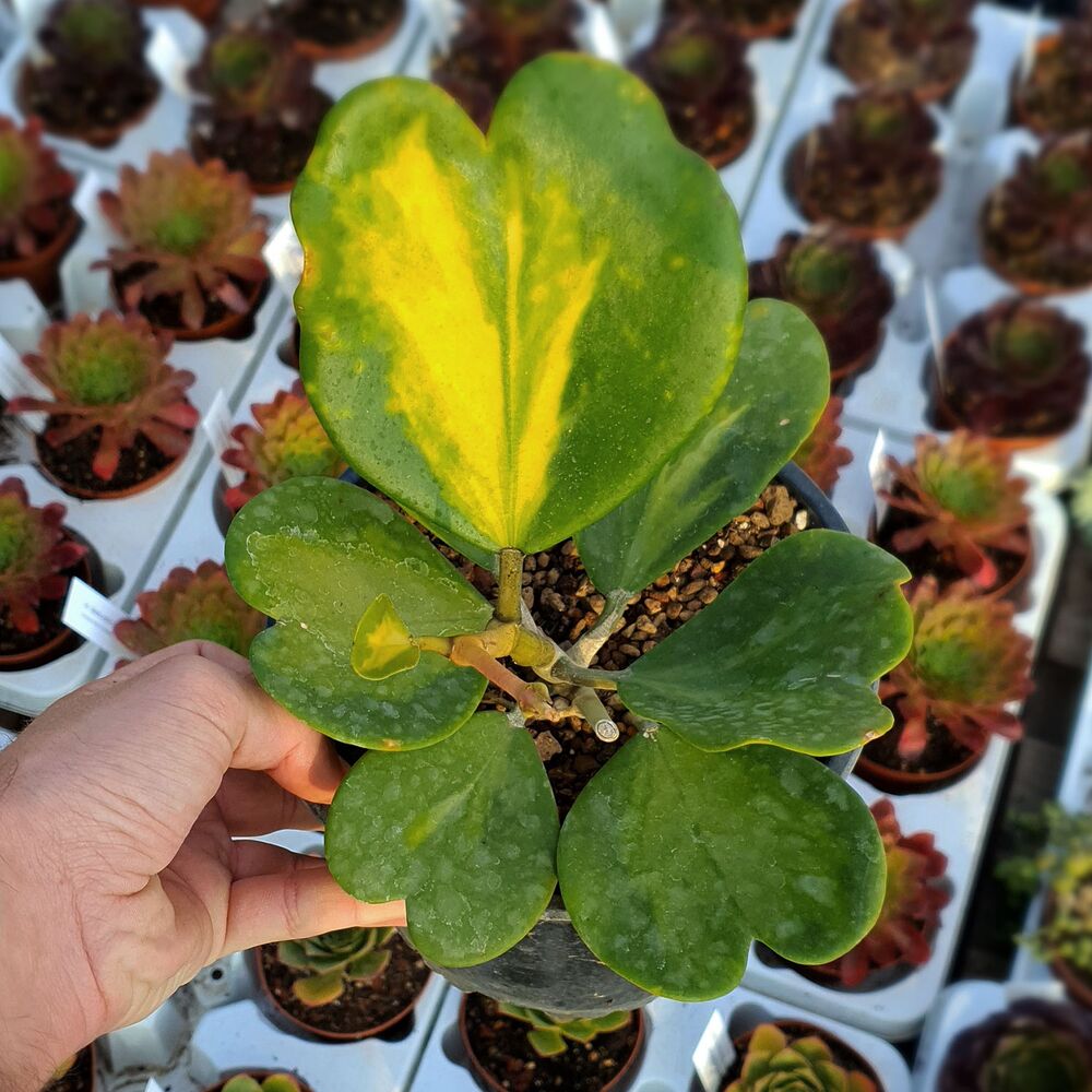 HOYA KERRI REVERSE VARIEGATA, image , 2 image