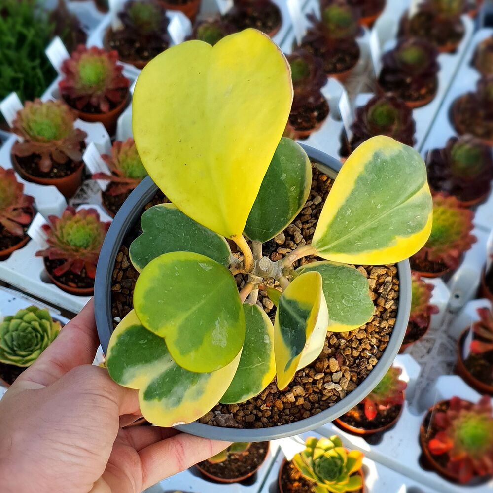 HOYA KERRI VARIEGATA, image _ab__is.image_number.default