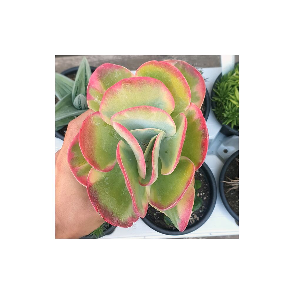KALANCHOE THYRSIFLORA VARIEGATA, image _ab__is.image_number.default