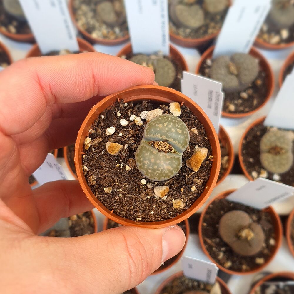 LITHOPS SALICOLA C86 (MACULATE FORM), image 