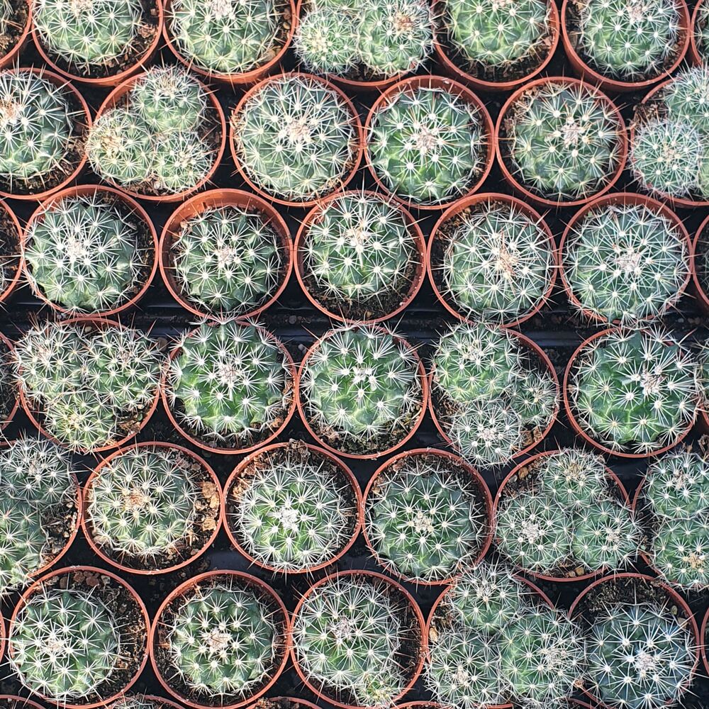MAMMILLARIA MARIA LUISA, image , 4 image