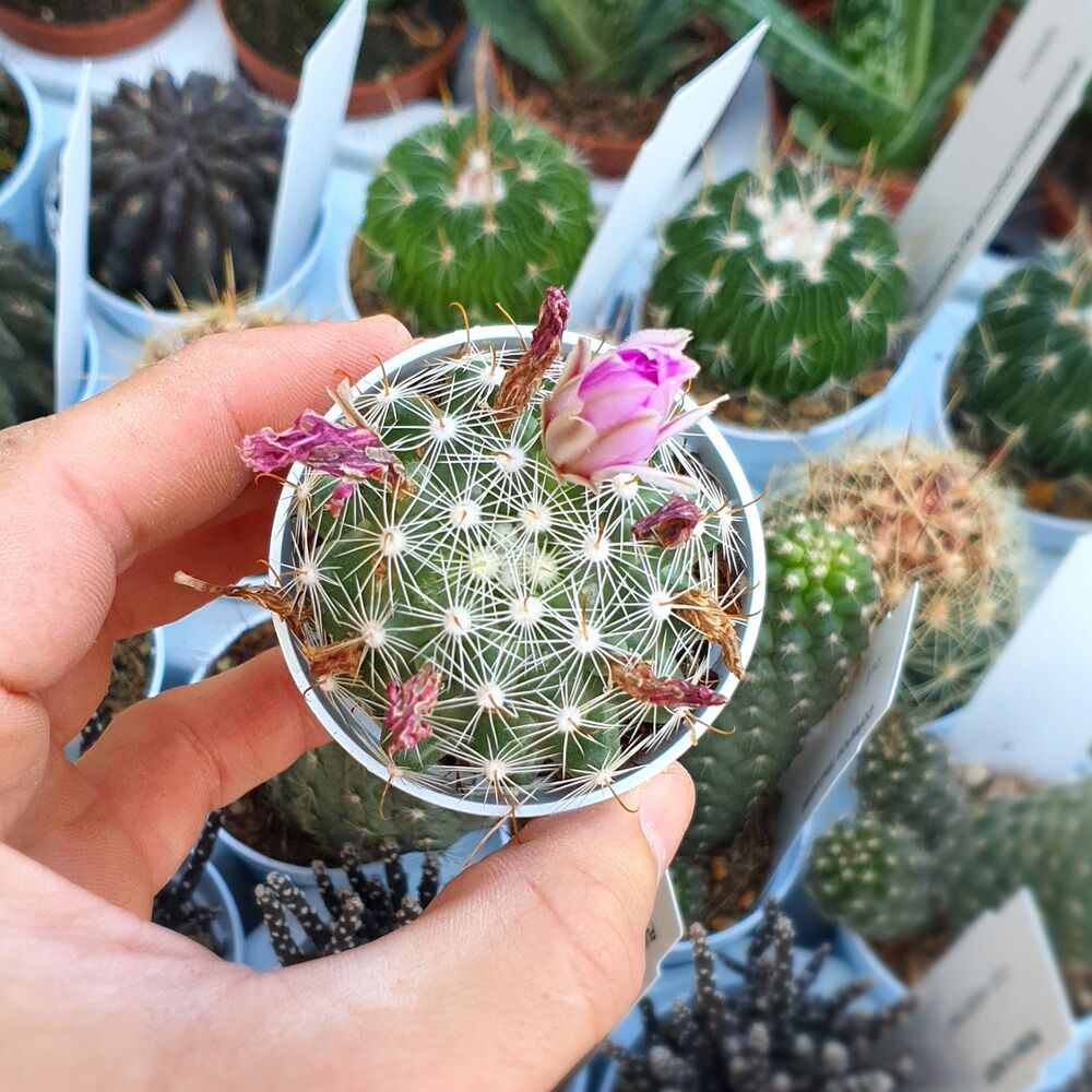 MAMMILLARIA BOOLII, image , 3 image