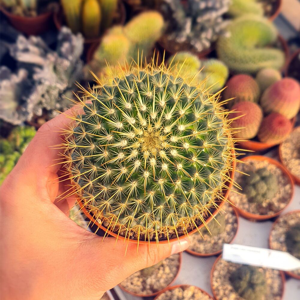MAMMILLARIA CV. GINSA MARU, image 