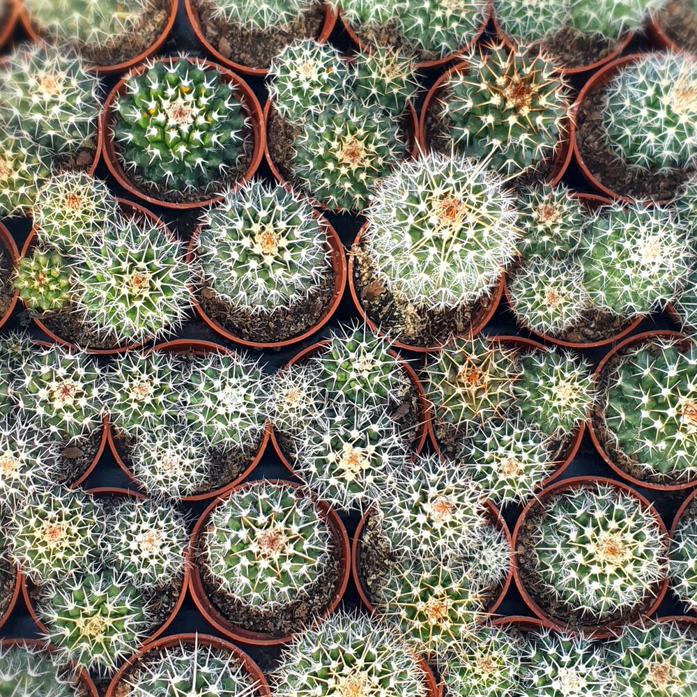 MAMMILLARIA NEJAPENSIS, image , 4 image