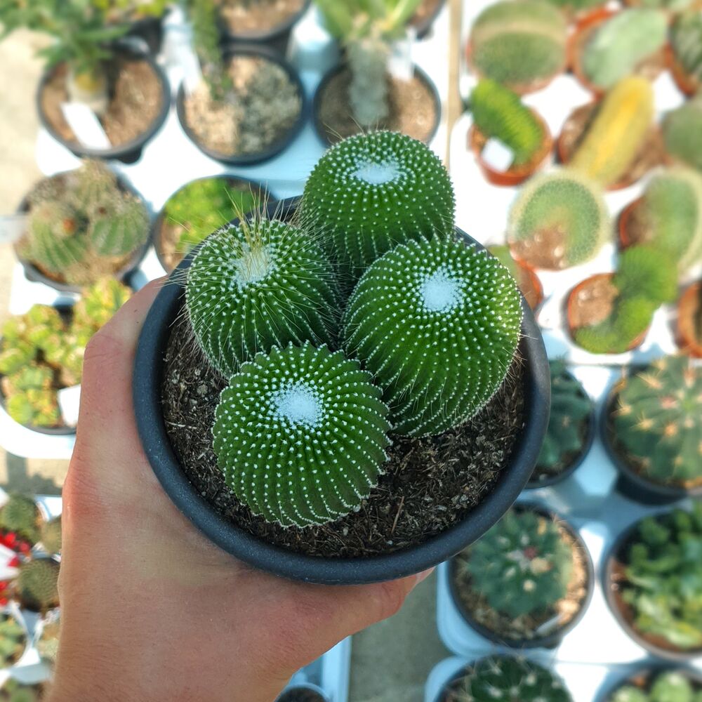 NOTOCACTUS LENINGHAUSII INERMIS, image 