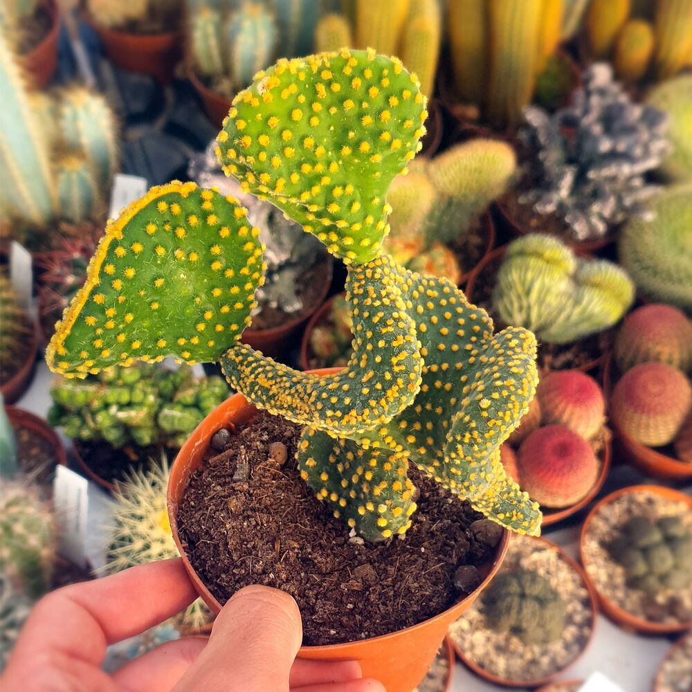 OPUNTIA MICRODASYS VAR. PALLIDA F. CRISTATA, image 