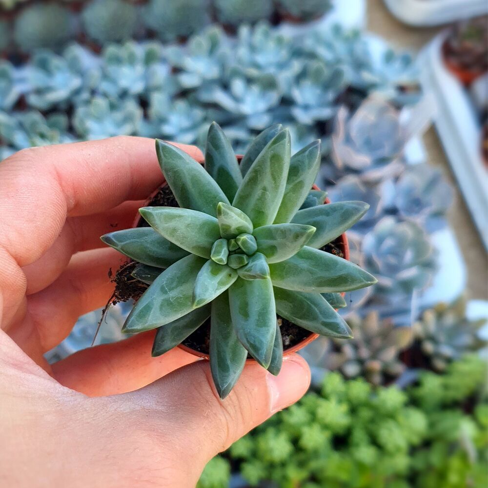 PACHYPHYTUM COMPACTUM, image , 6 image