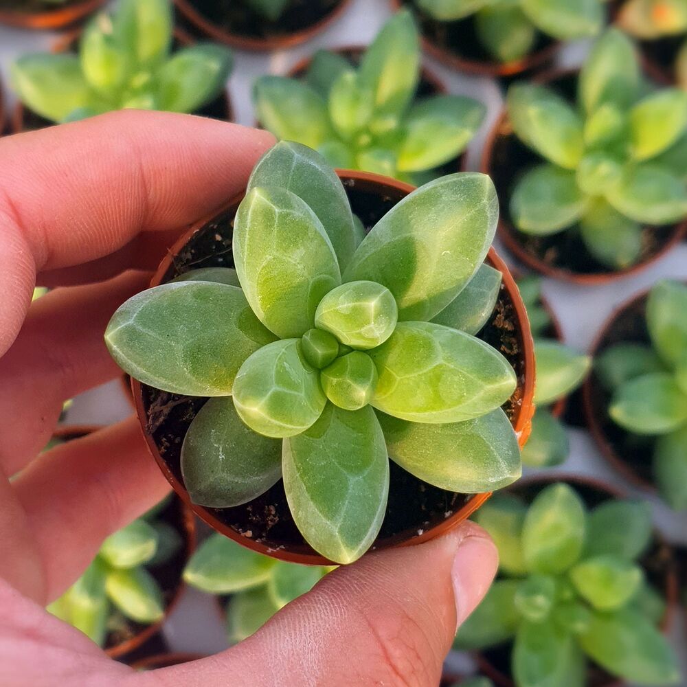 PACHYPHYTUM COMPACTUM, image , 4 image