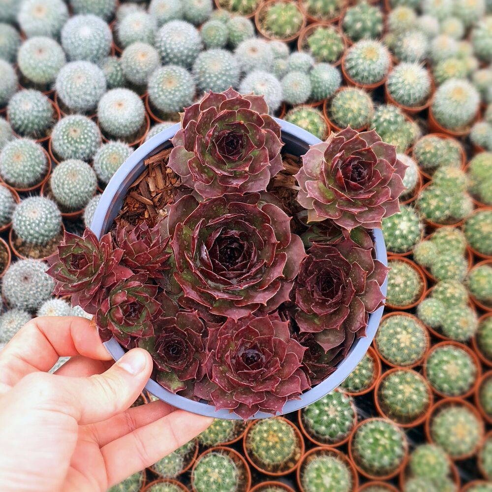SEMPERVIVUM COPPER CANYON, image 