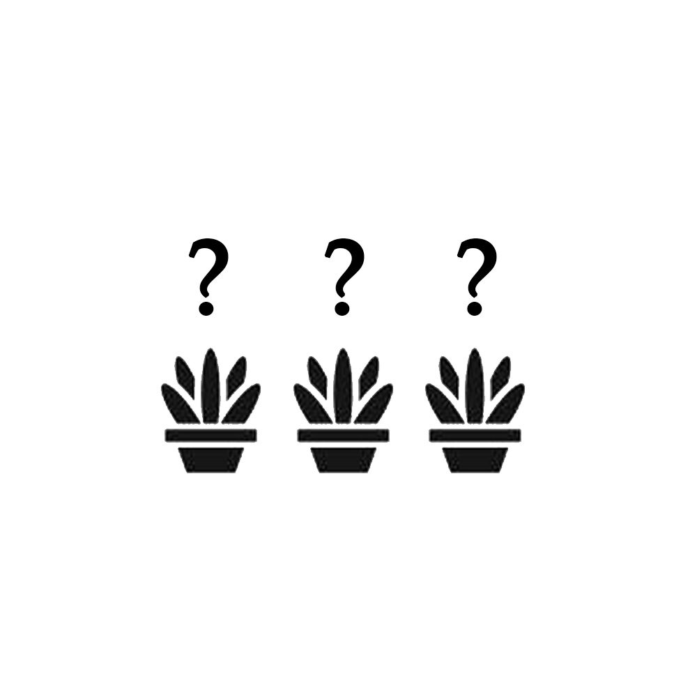 MYSTERY TRIO - ECHEVERIA (3 BUC), image 
