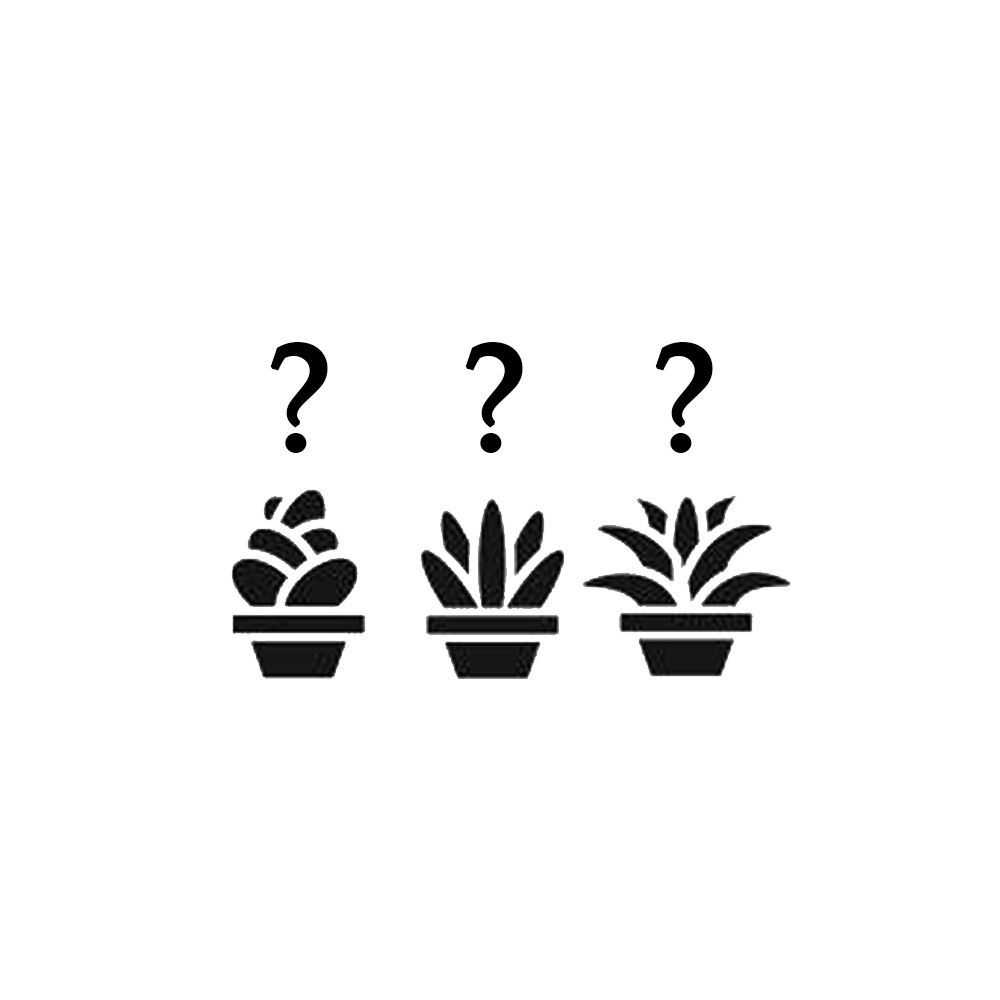 SUCCULENT MYSTERY PACK, image 