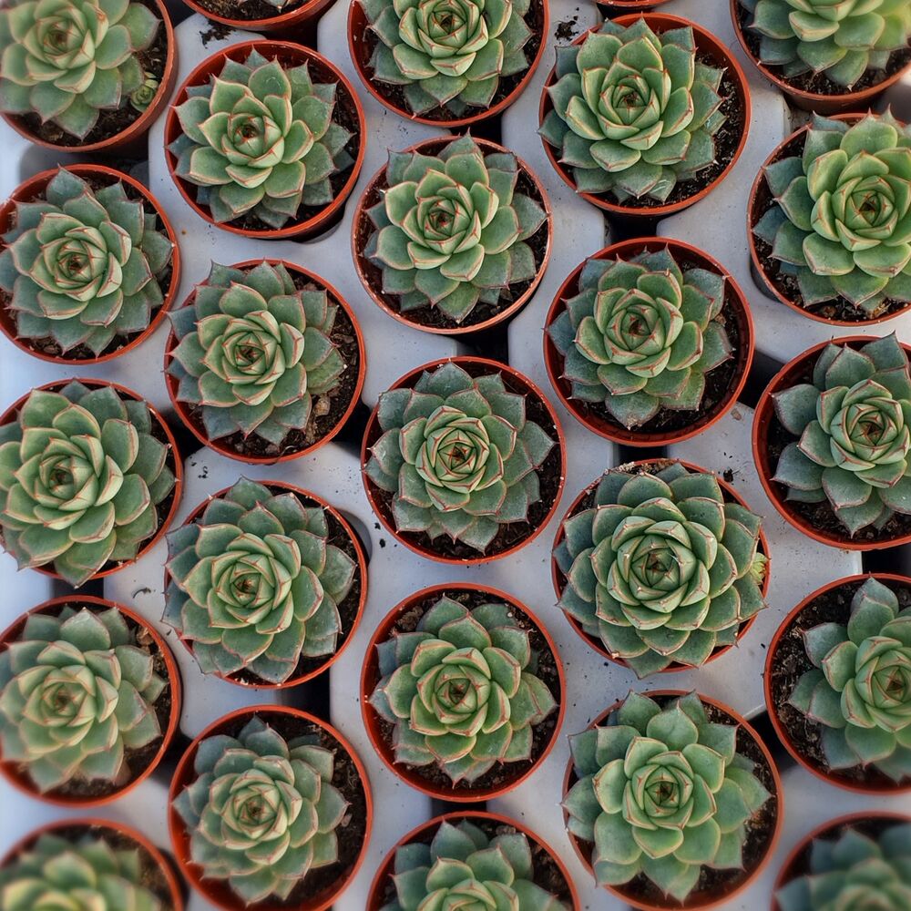 ECHEVERIA FABIOLA, image _ab__is.image_number.default