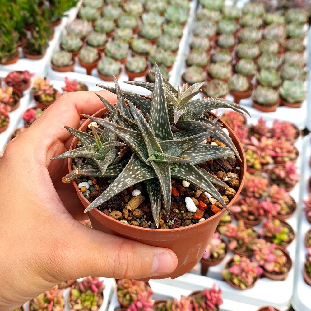 ALOE DESCOINGSII (CITES APPENDIX I), image , 2 image