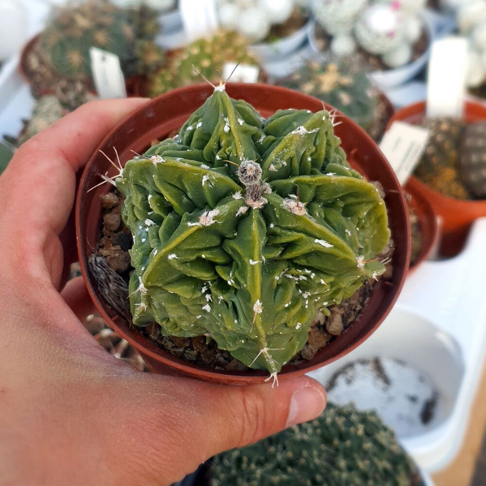 ASTROPHYTUM MYRIOSTIGMA FUKURYU TYPE B, image 
