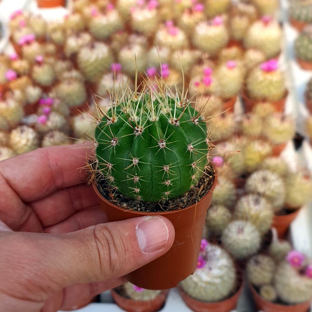 ACANTHOCALYCIUM VIOLACEUM, image 