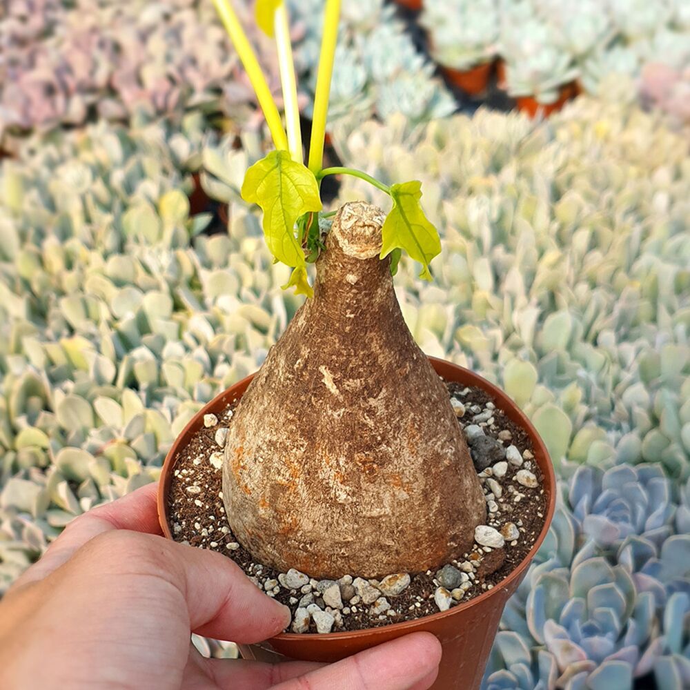 ADENIA VIRIDIFLORA, image 