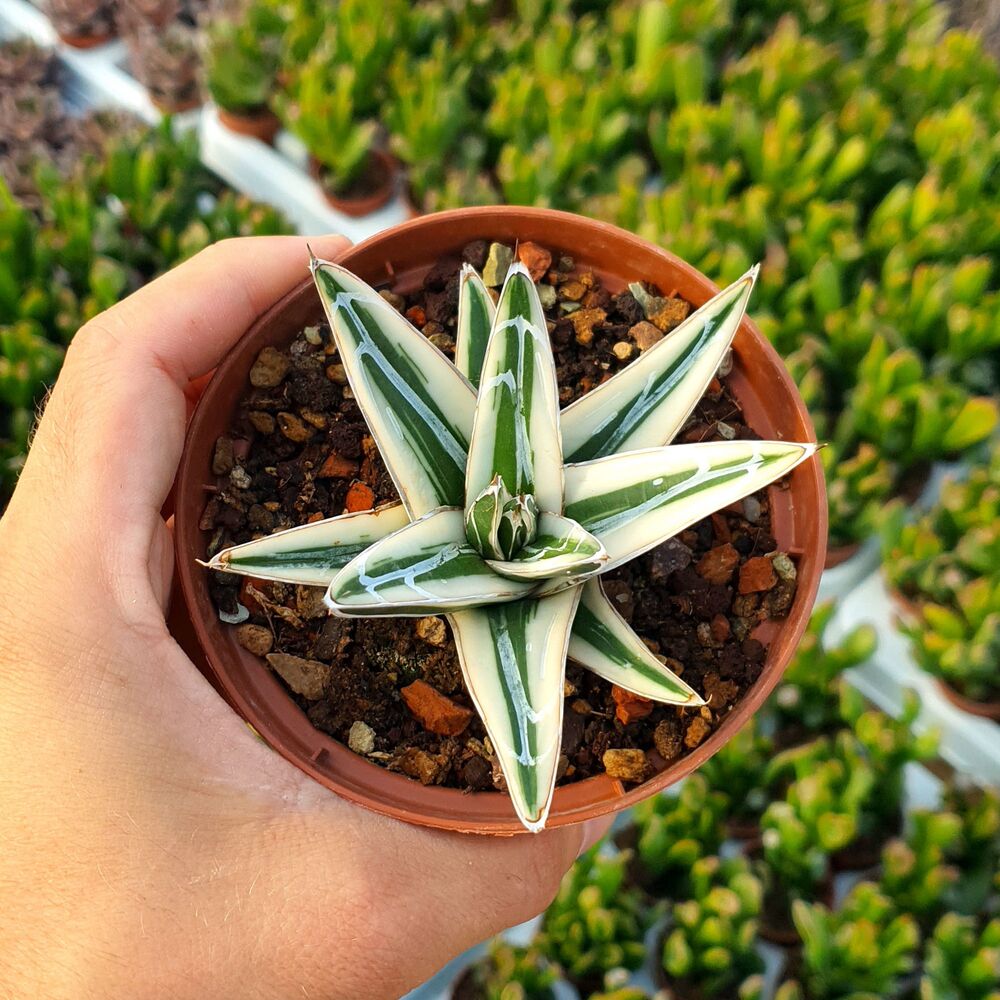 AGAVE WHITE RHINO, image 