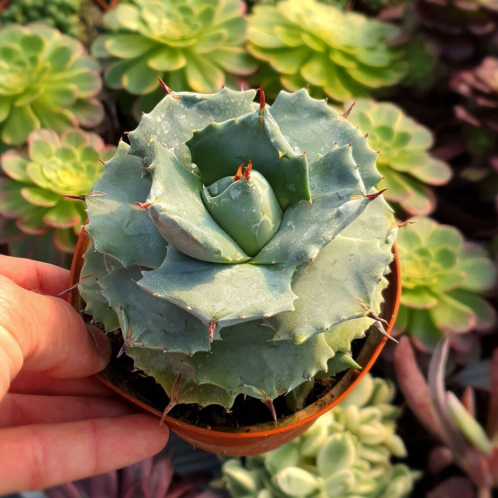 AGAVE POTATORUM V. JAPAN, image 