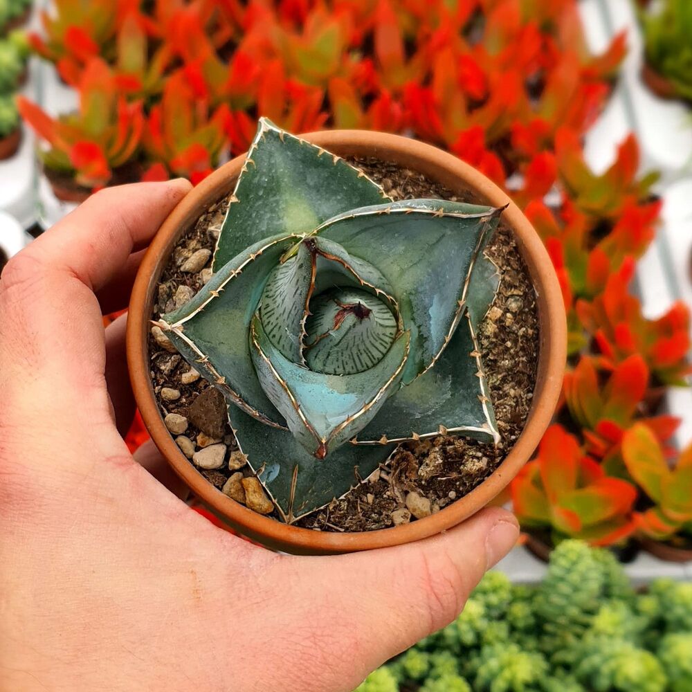 AGAVE PUMILA, image 