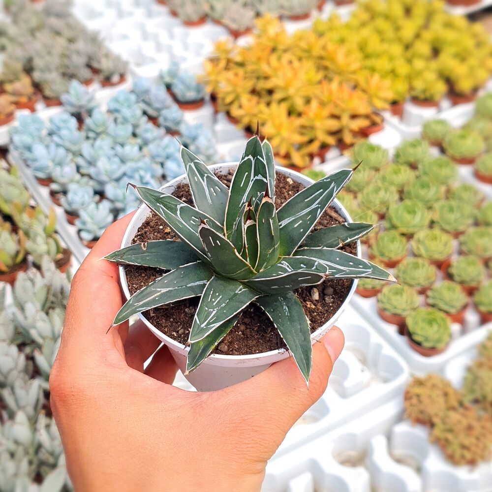 AGAVE VICTORIAE-REGINAE, image _ab__is.image_number.default