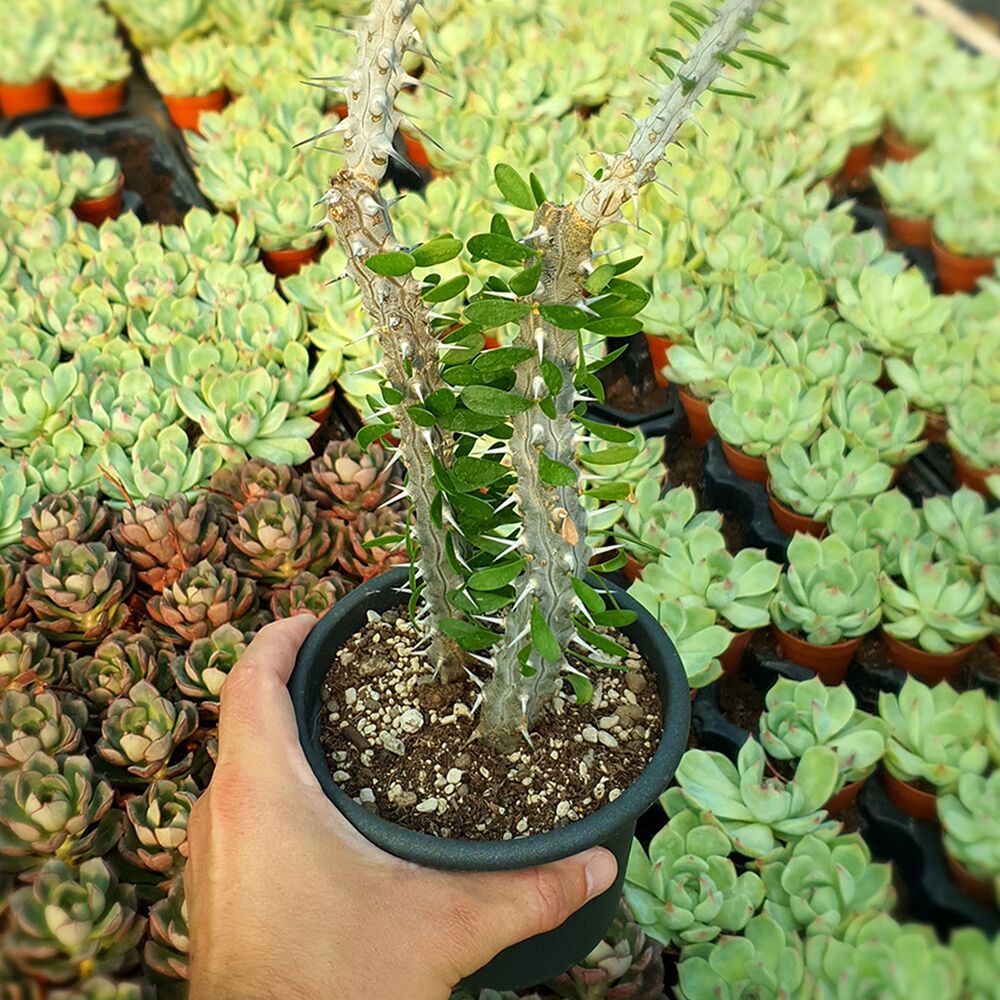 ALLUAUDIA PROCERA, image 