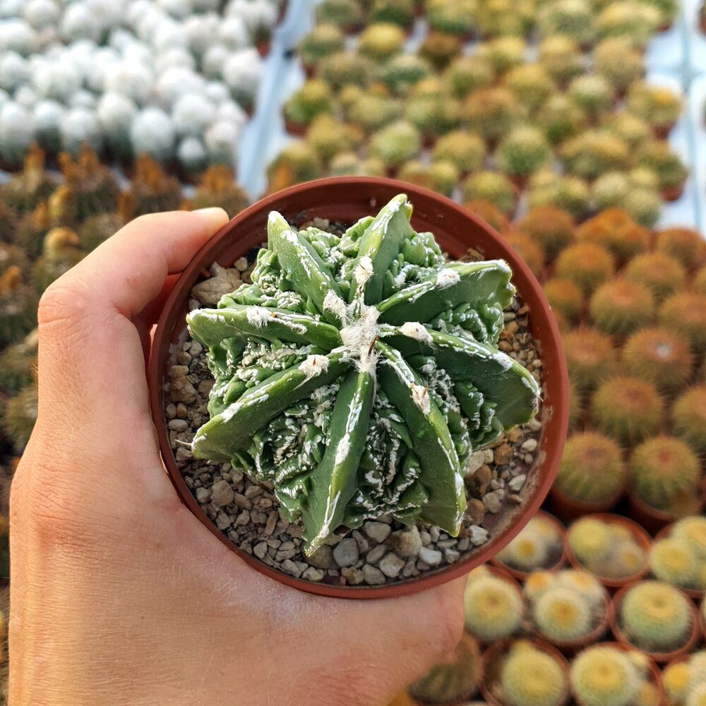 ASTROPHYTUM MYRIOSTIGMA FUKURYU TYPE B, image , 3 image
