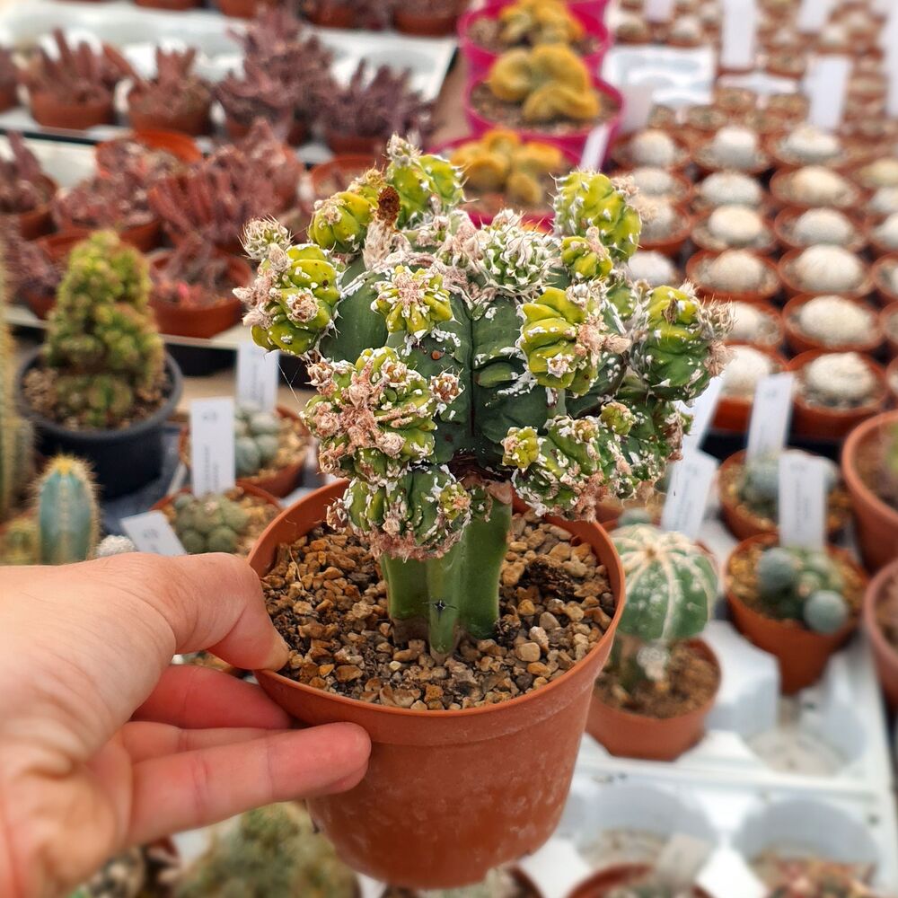 ASTROPHYTUM MYRIOSTIGMA CV. HAKUUN FUKURYU, image , 2 image