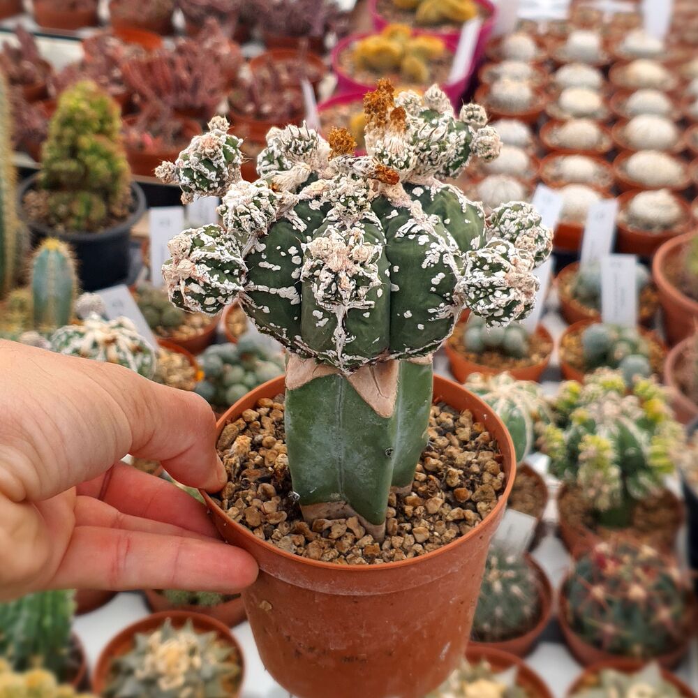 ASTROPHYTUM MYRIOSTIGMA CV. HAKUUN FUKURYU, image 
