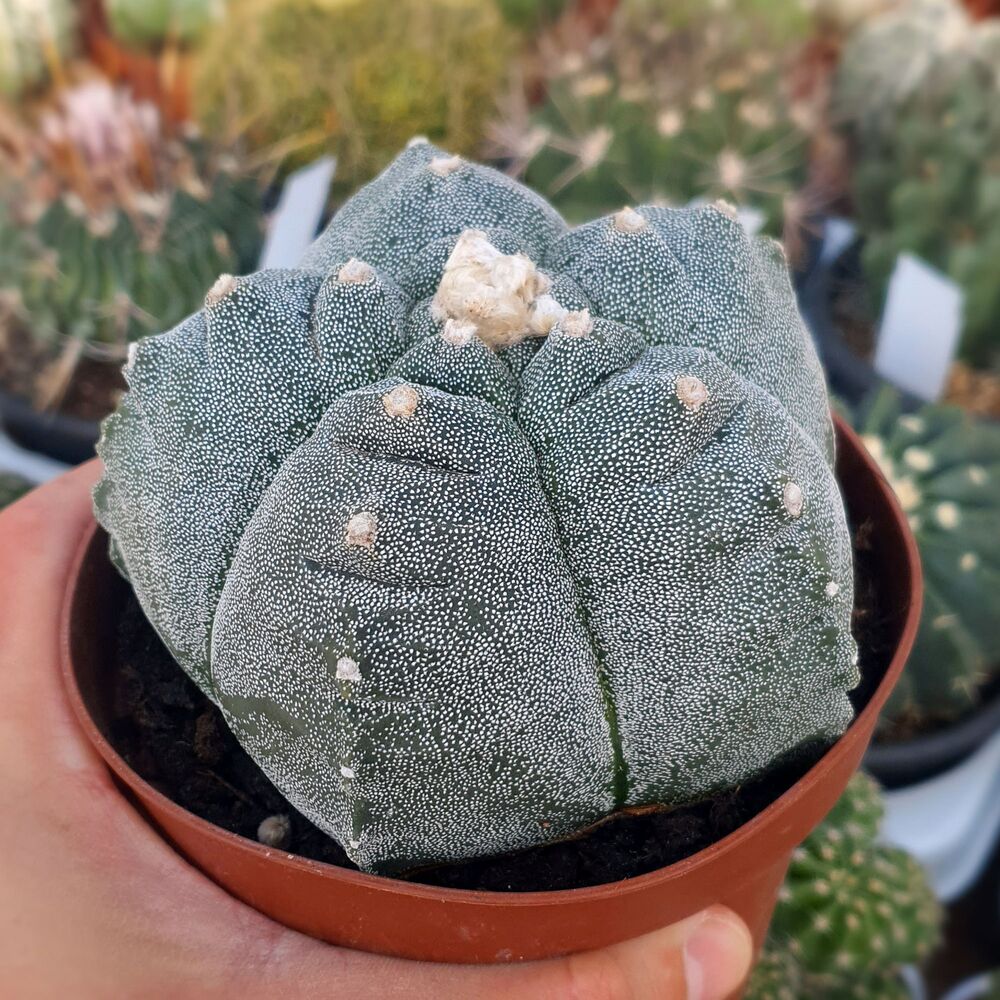 ASTROPHYTUM MYRIOSTIGMA KIKKO, image , 2 image