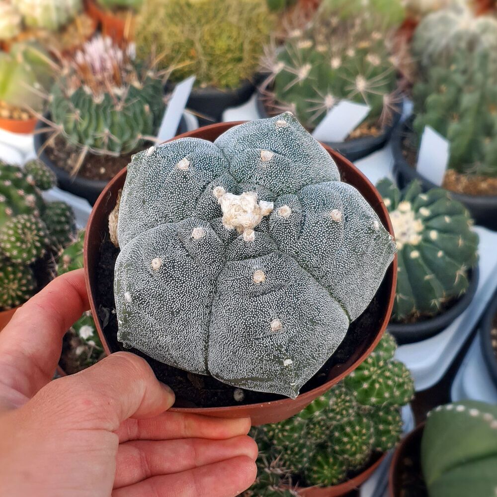 ASTROPHYTUM MYRIOSTIGMA KIKKO, image 