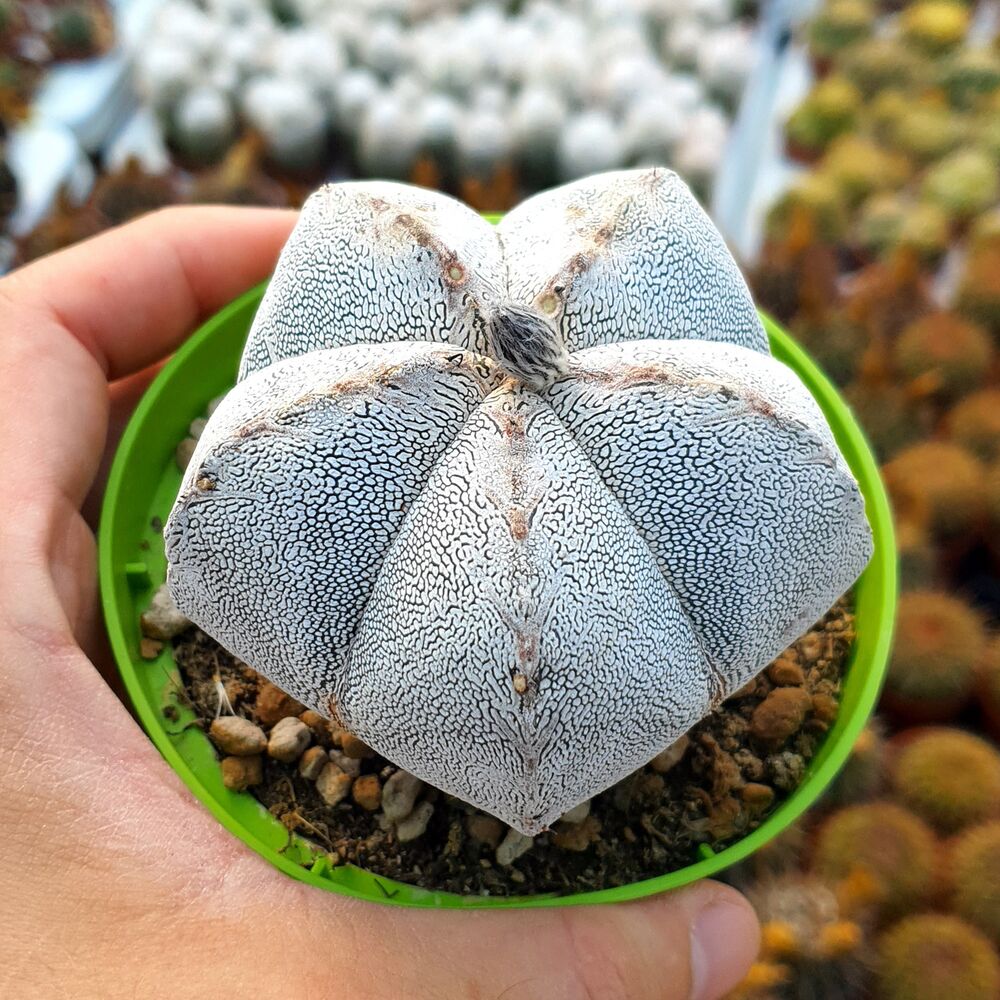 ASTROPHYTUM MYRIOSTIGMA CV. ONZUKA, image 