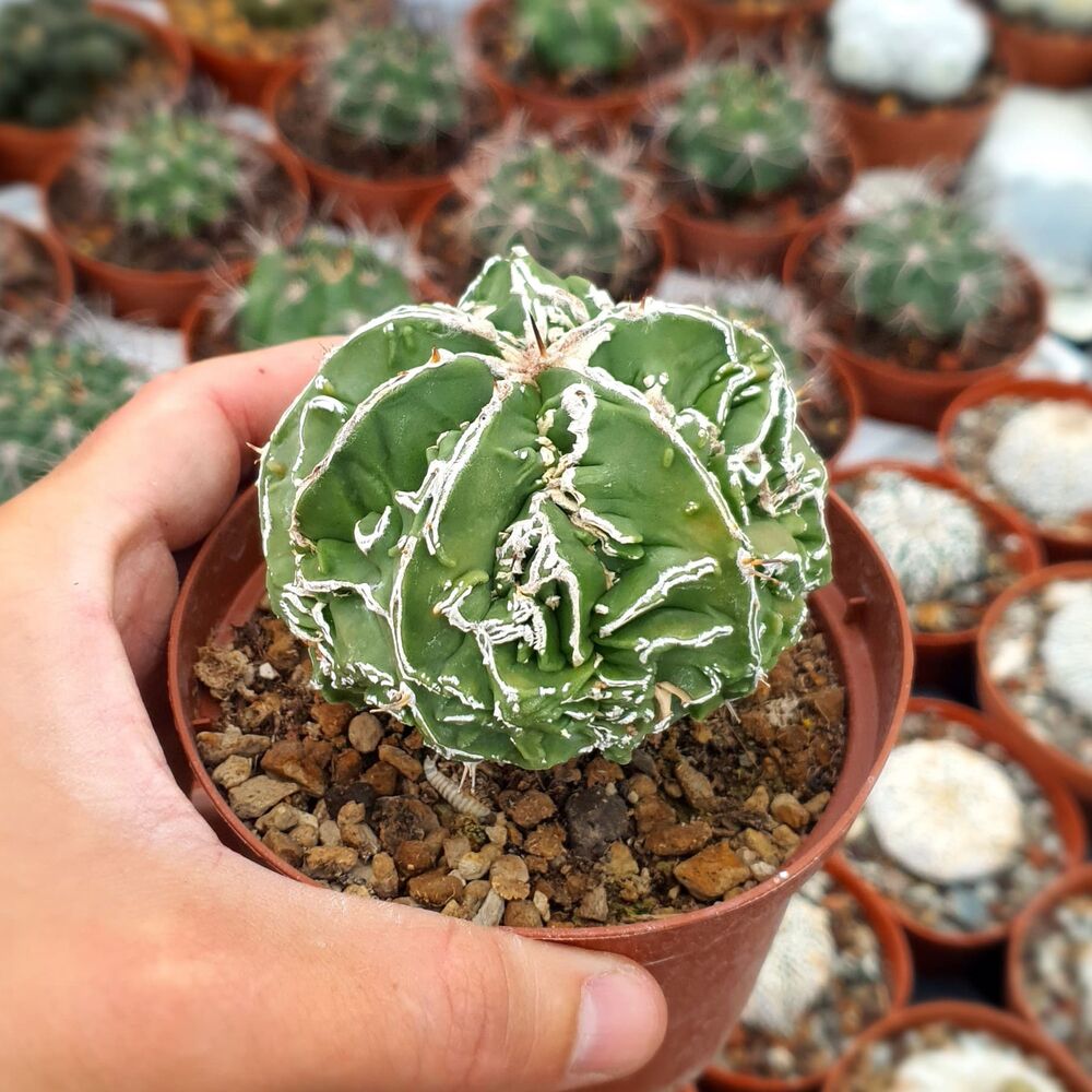 ASTROPHYTUM MYRIOSTIGMA FUKURYU TYPE B, image _ab__is.image_number.default