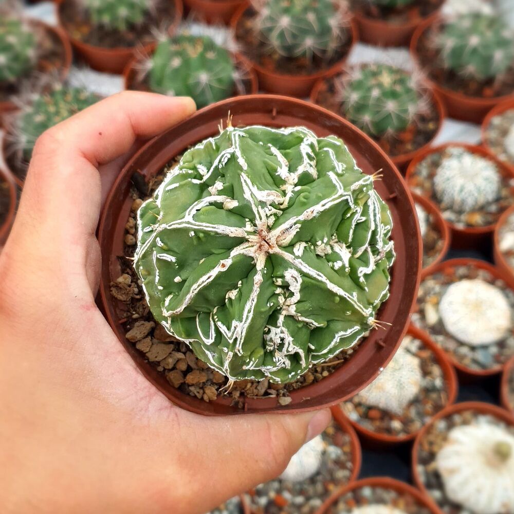 ASTROPHYTUM MYRIOSTIGMA FUKURYU TYPE B, image 