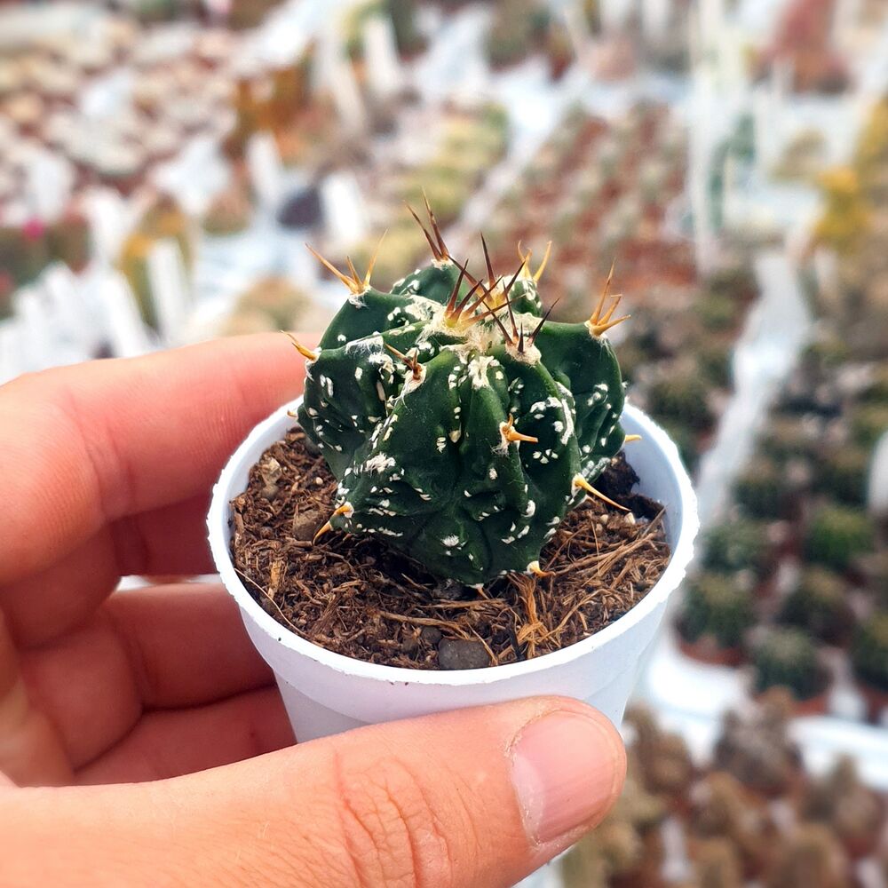 ASTROPHYTUM ORNATUM FUKURYU, image _ab__is.image_number.default