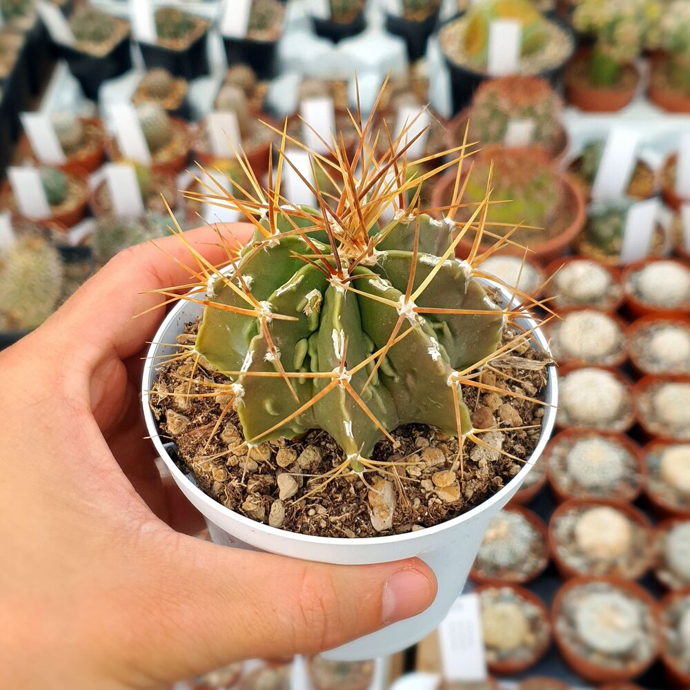 ASTROPHYTUM ORNATUM FUKURYU HAKU JO, image 