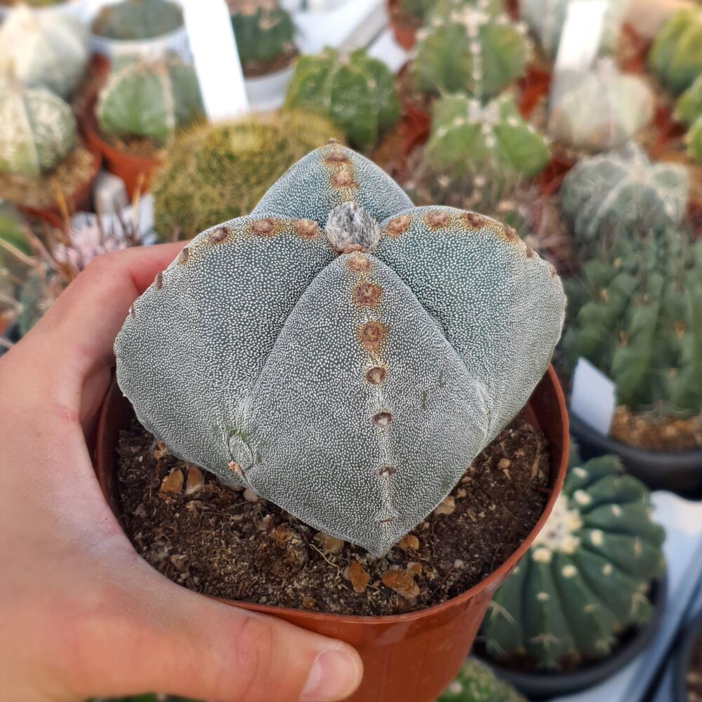 ASTROPHYTUM MYRIOSTIGMA QUADRICOSTATUM, image 