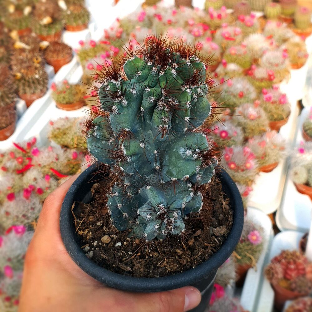 CEREUS PERUVIANUS MONSTRUOSUS RED, image 