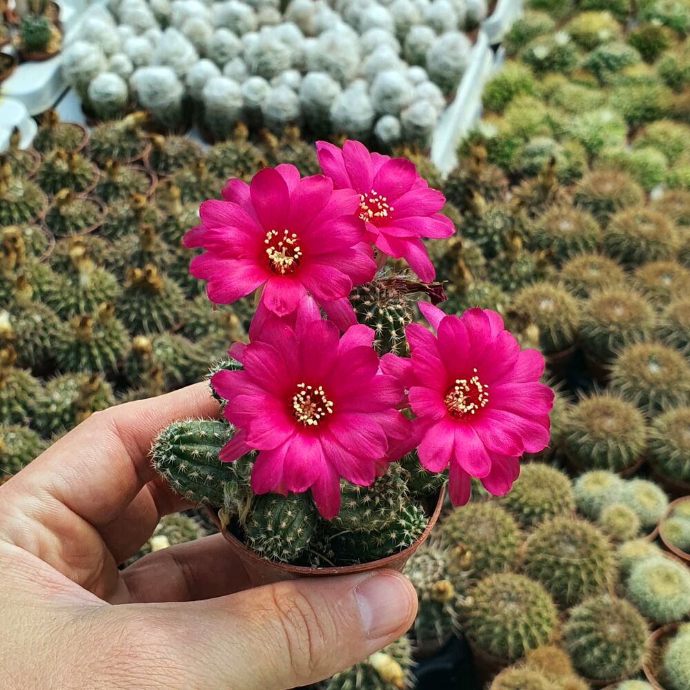 CHAMAELOBIVIA CV. PAULINE, image 