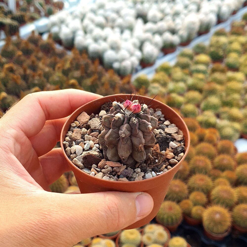 COPIAPOA MONTANA, image _ab__is.image_number.default